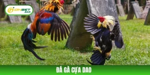 Mẹo Chơi Đá Gà Cựa Dao Hiệu Quả Kiếm Hàng Chục Triệu Đồng