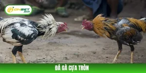 Đá Gà Cựa Tròn – Sảnh Cá Cược Kịch Tính Đỉnh Cao Tại ONBET