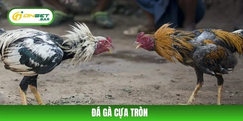 Đá Gà Cựa Tròn – Sảnh Cá Cược Kịch Tính Đỉnh Cao Tại ONBET