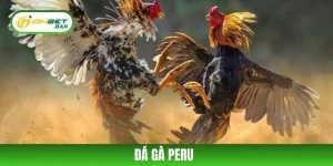Đá gà Peru - Khám Phá Loại Hình Giải Trí Hấp Dẫn Năm 2025