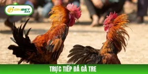 Trực Tiếp Đá Gà Tre ONBET - Sân Chơi Kịch Tính Và Hấp Dẫn