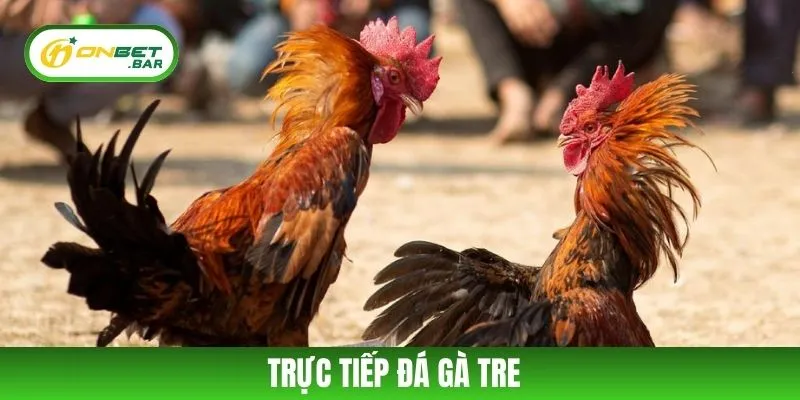 Trực Tiếp Đá Gà Tre ONBET - Sân Chơi Kịch Tính Và Hấp Dẫn